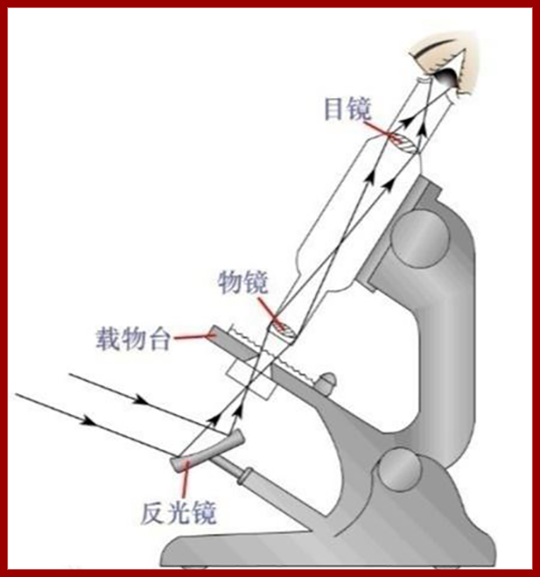 光学显微镜与电子显微镜的区别