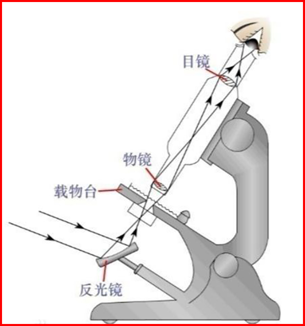 3d数码显微镜